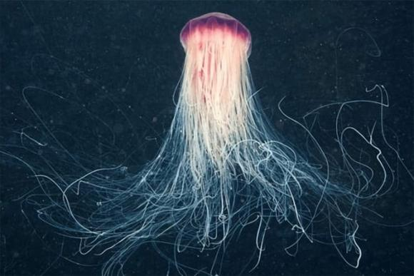 Từ góc độ sinh học, việc xác định xem sứa vòi là cá thể hay nhóm sống vẫn là một vấn đề phức tạp.