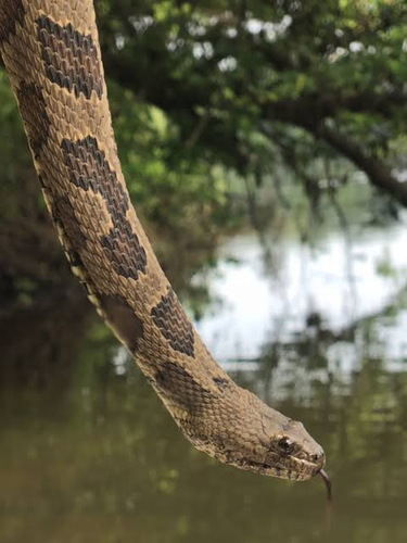 Mặc dù không có nọc độc, vết rắn cắn có thể bị nhiễm trùng và cần được chăm sóc y tế.