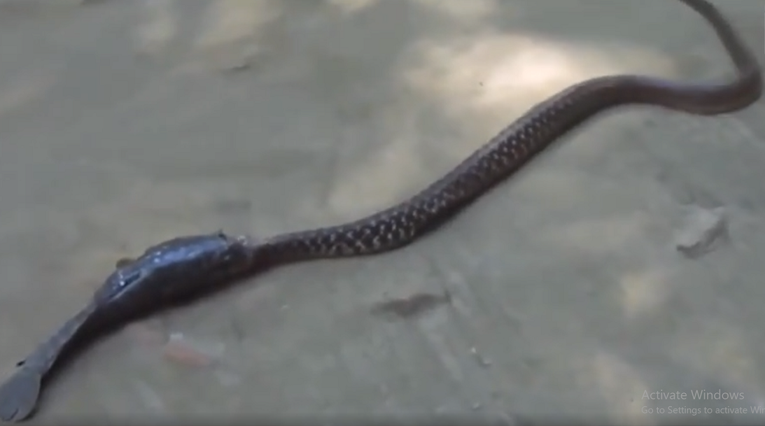 Hai con vật đã cố gắng giằng co dưới nước trước khi di chuyển lên cạn. Một người dân đã thử tưới nước để giúp con cá, nhưng cuối cùng cả hai đều thiệt mạng vì cá ngạt thở và con rắn bị kẹt trong đầu của nó. Cảnh này khiến người dân sốc nặng vì sự khó tin.