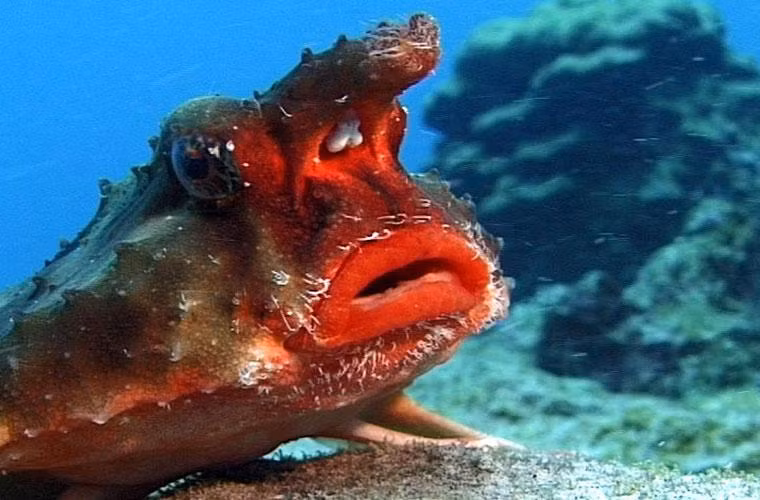 2. Cá dơi môi đỏ: Là một trong những loài động vật gây ảo nhất hành tinh. Cá dơi môi đỏ sống ở quần đảo Galapagos, loài cá này có đôi môi đỏ khá hiếm và đặc biệt để thu hút cá đực.