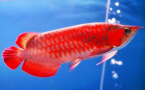 Điều này làm cho việc nuôi cá rồng trở thành một sở thích đắt đỏ, không chỉ về mặt tài chính mà còn về công sức và chăm sóc.