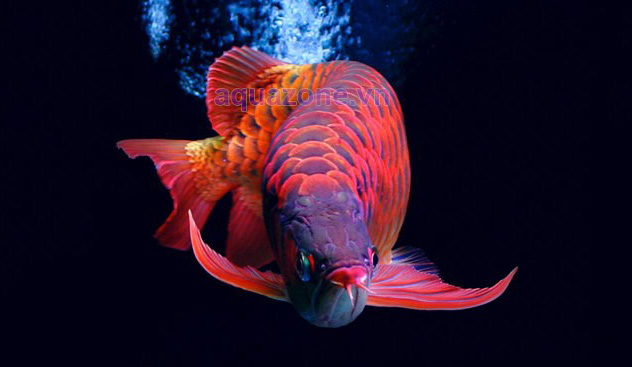 Cá rồng được coi là biểu tượng của sự may mắn và thịnh vượng, do đó nó được nhiều đại gia ưa chuộng và săn lùng nhằm mang lại điều tốt lành cho gia đình và kinh doanh.