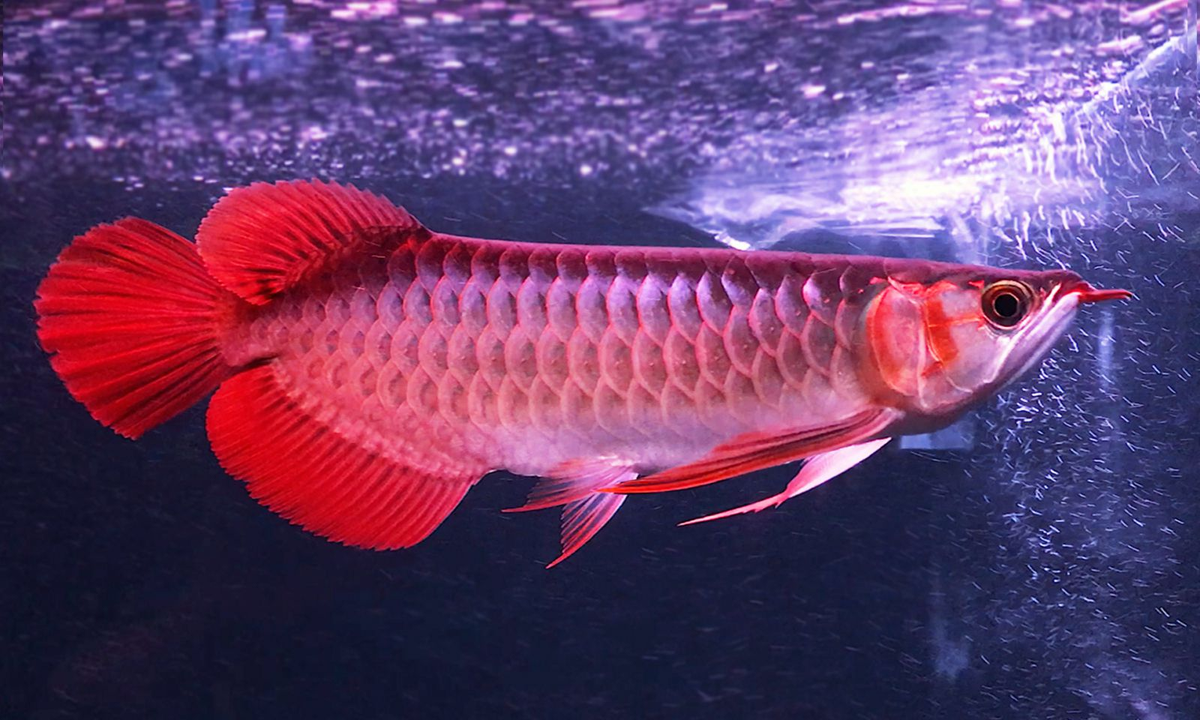Cá rồng huyết long được coi là loài cá cảnh cao cấp và quý hiếm.