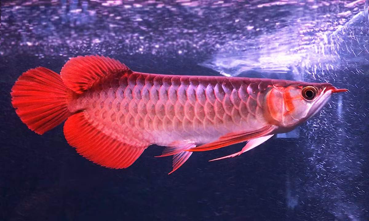 Cá rồng huyết long được coi là loài cá cảnh cao cấp và quý hiếm.