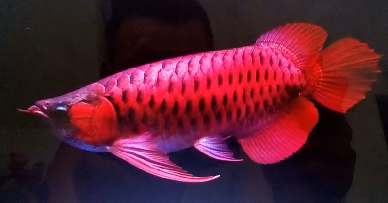  Cá rồng huyết long, còn được gọi là huyết rồng, nổi bật với màu đỏ sáng lấp lánh trên toàn thân, tạo nên vẻ đẹp lôi cuốn và huyền bí.