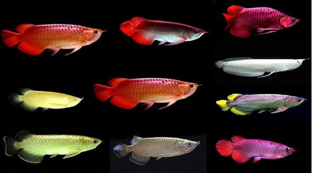 Tuy nhiên, có những con cá huyết long có trọng lượng lớn hoặc đặc biệt về màu sắc, có thể được bán với giá hàng tỷ đồng.