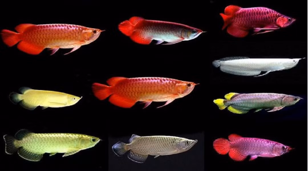 Tuy nhiên, có những con cá huyết long có trọng lượng lớn hoặc đặc biệt về màu sắc, có thể được bán với giá hàng tỷ đồng.