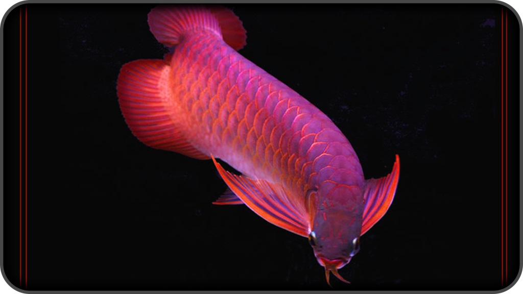 Đặc biệt, loài cá lạ này có hình dáng cân đối, uyển chuyển, với đầu có đôi râu giống như rồng, và toàn thân phủ đầy lớp vảy đỏ như máu.