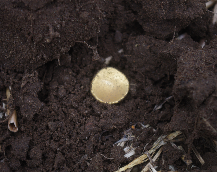 Các đồng xu này có hình dạng "uốn cong" đặc biệt, được gọi là "regenbogenschüsselchen" trong tiếng Đức, có nghĩa là "cốc cầu vồng".