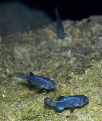 Cá nhộng lỗ quỷ là một loài cá nhỏ thuộc bộ Cyprinid Cyprodontidae, phân bố ở Sa mạc Mojave trong Thung lũng Chết, Nevada. Chúng sống trong "Động Quỷ", một hang động nước đá vôi. Cá nhộng lỗ quỷ được đánh giá là có số lượng ít hơn cả gấu trúc.