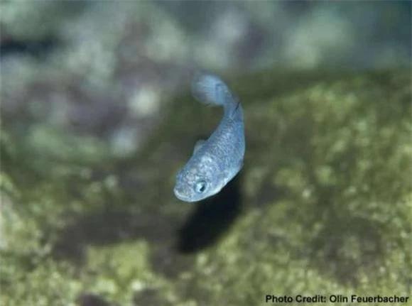 Các nhà khoa học tin rằng loài cá này đã sống trong hố từ khoảng 60.000 năm trước. Điều này khiến việc bảo tồn chúng trở nên cực kỳ quan trọng.