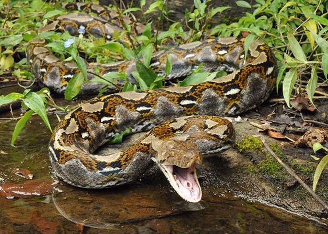 Trăn đá châu Phi có khả năng thích nghi cao độ với môi trường sống. Nơi ở của chúng rất đa dạng, từ vùng thảo nguyên, rừng rậm, hoang mạc, bán sa mạc, vùng núi đá cho đến đầm lầy, sông, hồ.