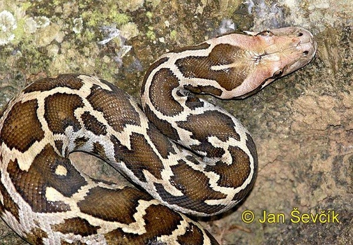 Trăn đá châu Phi không có độc nhưng nó có thể quấn chết con mồi to lớn gấp nhiều lần. Nó được xem là loài trăn khỏe nhất của lục địa đen.