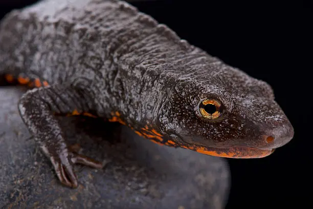 Cá cóc cái thường lớn hơn cái đực và thường đẻ trứng vào mùa xuân.