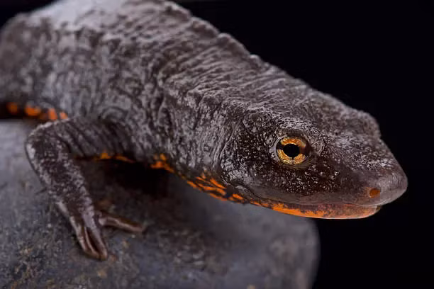 Cá cóc cái thường lớn hơn cái đực và thường đẻ trứng vào mùa xuân.