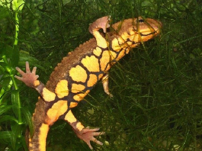 Để bảo tồn loài cá cóc Tam Đảo, chính quyền địa phương đã tăng cường các biện pháp bảo vệ, bao gồm việc xử phạt nghiêm các hành vi săn bắt và buôn bán trái phép, cũng như tăng cường quản lý việc thu mua và săn bắt loài này.