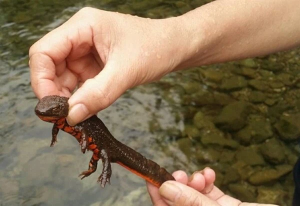 Cá cóc Tam Đảo có ngoại hình giống thằn lằn, với da thiếu vảy và những mụn cóc xù xì trên lưng.