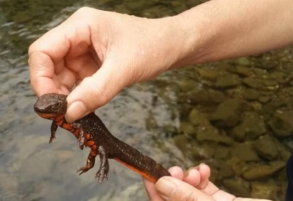 Cá cóc Tam Đảo có ngoại hình giống thằn lằn, với da thiếu vảy và những mụn cóc xù xì trên lưng.