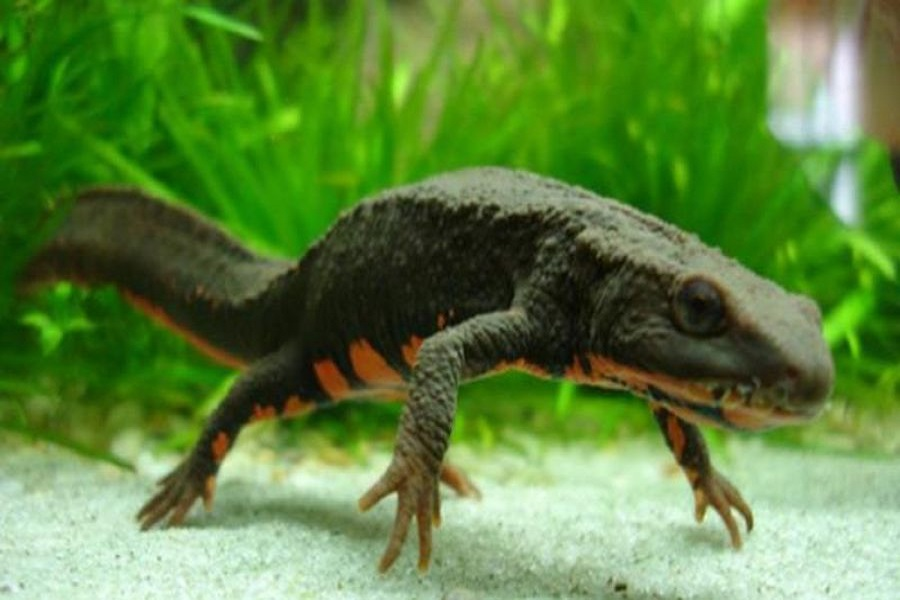 Các nỗ lực cũng được thực hiện để tái tạo môi trường sống tự nhiên của cá cóc Tam Đảo và tăng cường tuyên truyền giáo dục ý thức bảo vệ môi trường cho cộng đồng địa phương.