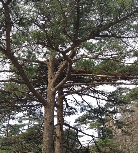 Cây này thường sinh sống ở núi Hoàng Sơn và nổi tiếng với sức sống mãnh liệt và vẻ đẹp duyên dáng.