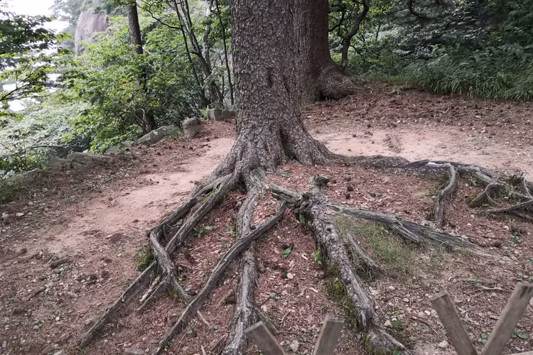 Bộ rễ của tùng vuốt rồng phải làm việc chăm chỉ để tìm kiếm nguồn nước và dưỡng chất trong đá, giúp cây sống sót và phát triển trong môi trường khắc nghiệt.