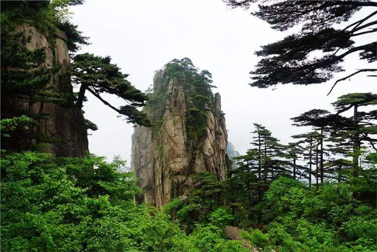 Vì những đặc điểm độc đáo và giá trị sinh học, cây tùng vuốt rồng đã trở thành biểu tượng của sức sống mãnh liệt và kiên cường, và việc nhà sư Thiên Thạch mang loài cây này về trồng tại chùa đã khiến ngôi chùa này phải đổi tên để ghi nhớ sự kiện đó.