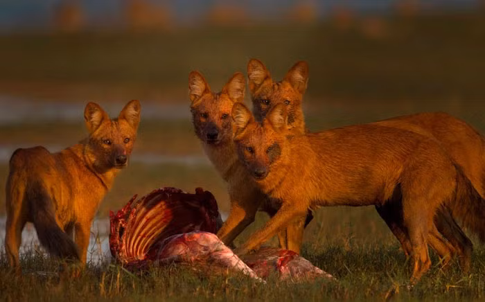 Mặc dù không ngại đối đầu với các con mồi nguy hiểm như hổ, nhưng cho đến thời điểm hiện tại vẫn chưa có bằng chứng về việc dhole giết hổ.
