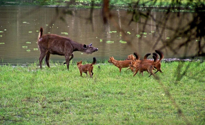 Dhole sống và săn mồi theo đàn, có thể từ 5 đến 12 thành viên, và có hệ thống phân cấp bình đẳng.
