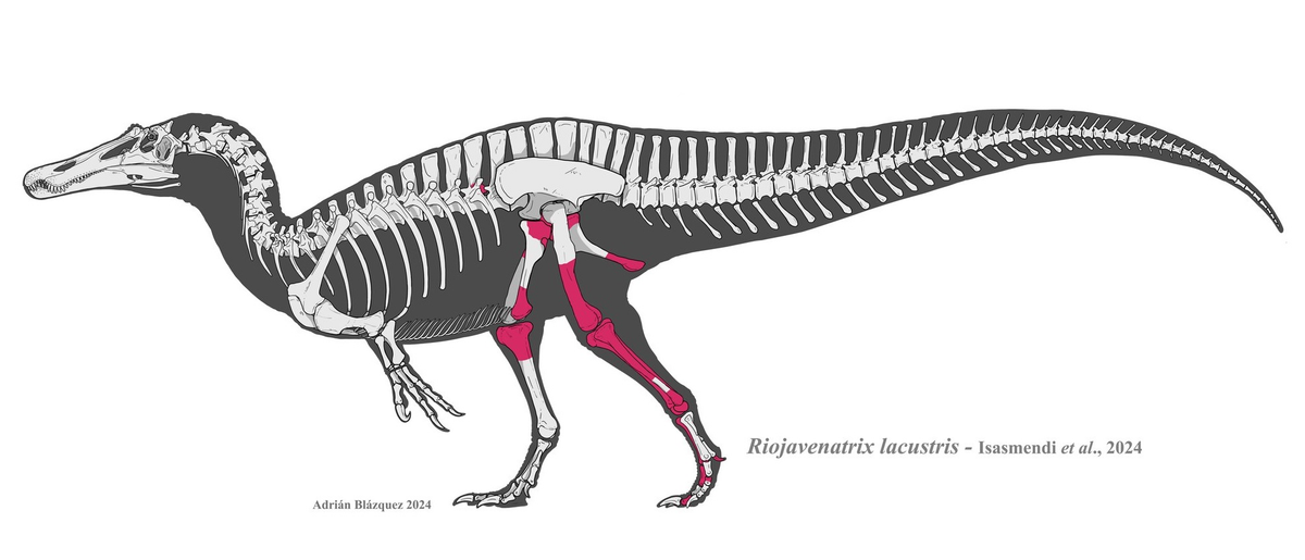 Dù chỉ phát hiện một số phần xương chân, nhưng các nhà khoa học đã tái tạo vẻ ngoài của nó dựa trên dữ liệu từ các loài họ hàng.