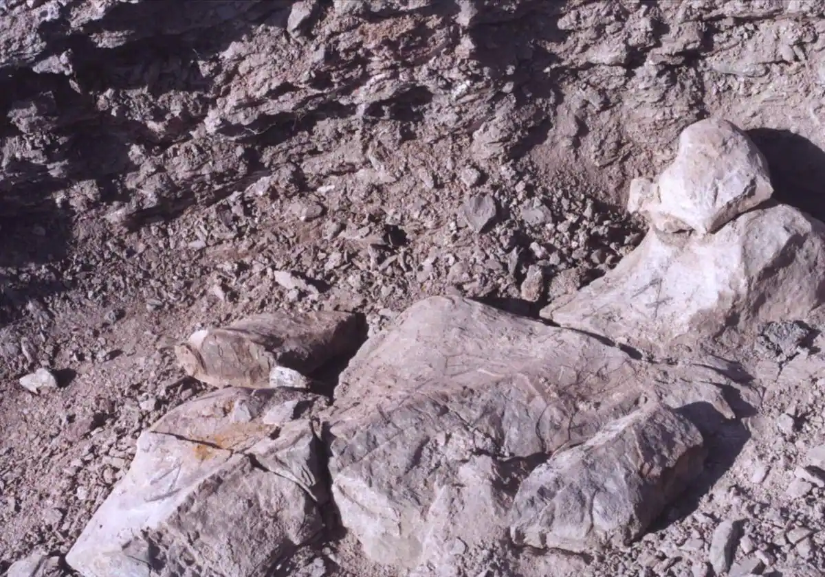 Sự tồn tại của nhiều loài quái thú ăn thịt này trên cùng một vùng đất trong khoảng thời gian gần nhau vẫn là một ẩn số đối với các nhà nghiên cứu.