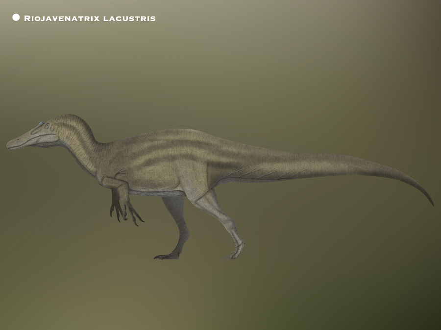 Chúng là loài ăn thịt, thích săn mồi là các loài cá cỡ lớn.