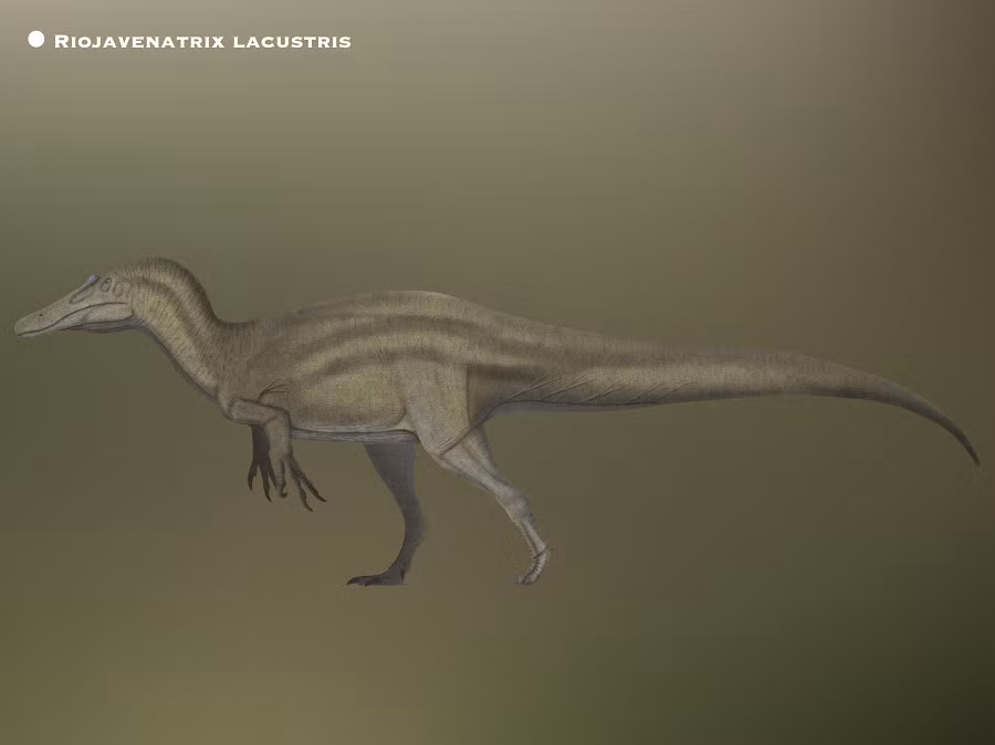 Chúng là loài ăn thịt, thích săn mồi là các loài cá cỡ lớn.