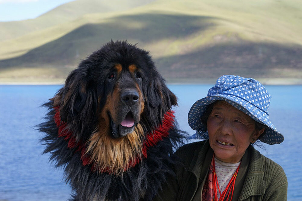 Những người chơi chó yêu thích chúng vì tính trung thành, khả năng bảo vệ và đặc biệt là vẻ ngoài lộng lẫy của chúng.