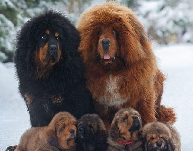 Điều này khiến chúng trở nên quý hiếm và đắt đỏ. Một con chó đã được bán với giá gần 46 tỷ đồng, thiết lập kỷ lục mới trong thị trường thú cưng.