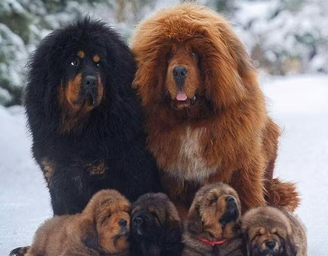 Điều này khiến chúng trở nên quý hiếm và đắt đỏ. Một con chó đã được bán với giá gần 46 tỷ đồng, thiết lập kỷ lục mới trong thị trường thú cưng.