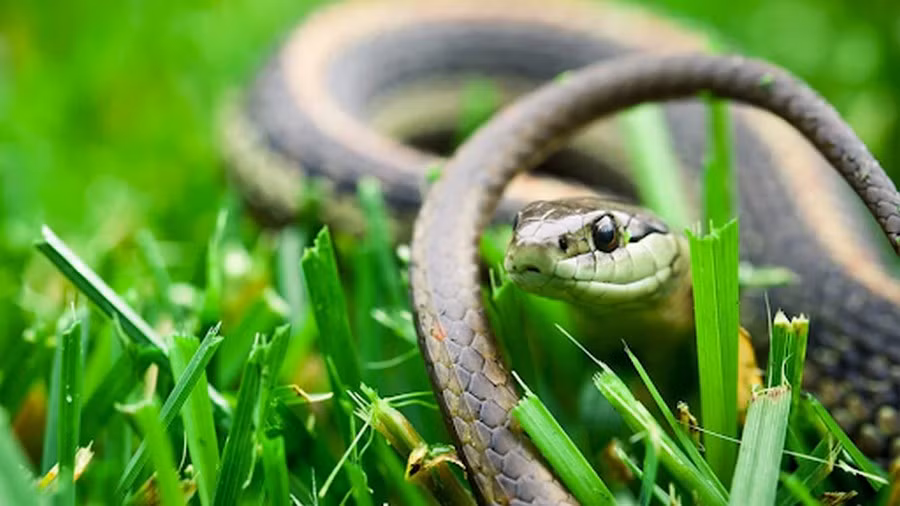 Khoảng thời gian trước, nhiều tuổi Tỵ đã cảm thấy mệt mỏi và lo lắng vì công việc và cuộc sống không thuận lợi như mong muốn. Thế nhưng từ ngày đầu tháng 4 Dương lịch, con giáp này có thể yên tâm hơn vì làm gì cũng có quý nhân phù trợ.