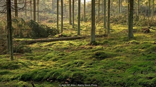 Đặc điểm của đầm lầy là nước trong, có độ pH gần như cân bằng với giấm, giúp bảo quản hài cốt theo cách tương tự như rau củ ngâm trong giấm.