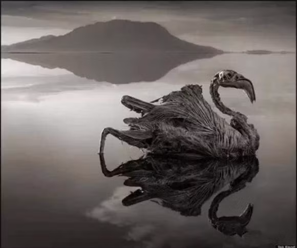 Điều này tạo ra điều kiện khắc nghiệt cho động vật, khiến chúng tiếp xúc với nước sẽ bị biến thành đá và chết.