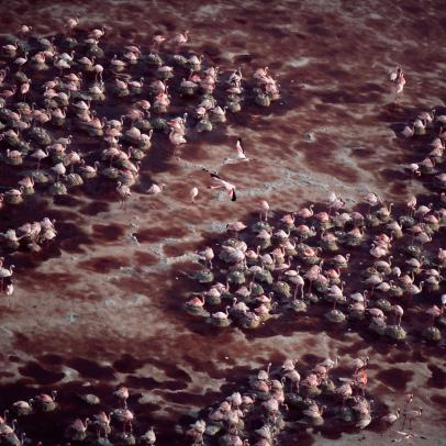 Tuy nhiên, loài chim hồng hạc vẫn tới đây để ghép đôi, mặc dù phải đối mặt với nguy cơ biến thành đá.