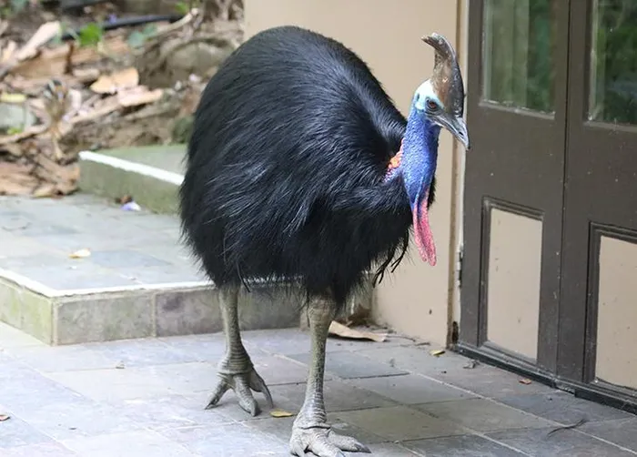 Cassowary thuộc chi chứa ba loài chim, với chiều cao trung bình từ 1,7 đến 1,8 mét, và có thể đạt đến 2 mét.