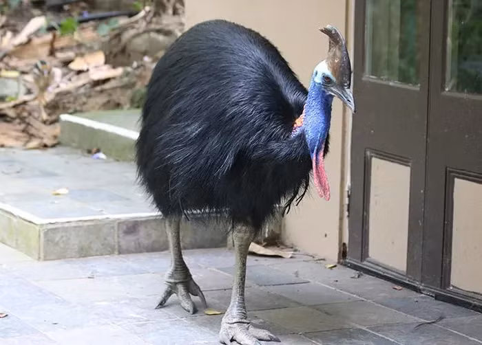 Cassowary thuộc chi chứa ba loài chim, với chiều cao trung bình từ 1,7 đến 1,8 mét, và có thể đạt đến 2 mét.