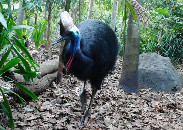 Đà điểu đầu mào đẻ trứng vào mùa từ tháng 6 đến tháng 9 hàng năm, và quả trứng của chúng có màu xanh lục và dài khoảng 13 cm.