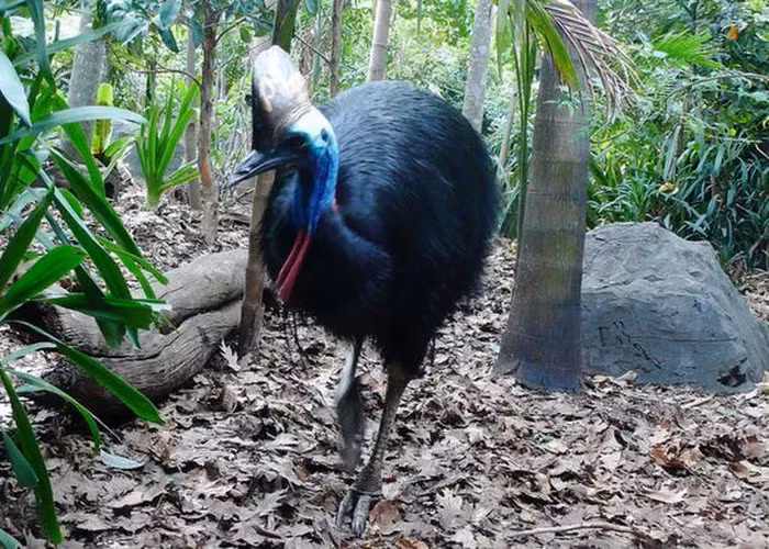 Đà điểu đầu mào đẻ trứng vào mùa từ tháng 6 đến tháng 9 hàng năm, và quả trứng của chúng có màu xanh lục và dài khoảng 13 cm.