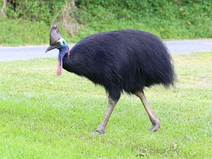 Chúng cũng không thể bay nhưng lại có khả năng nhảy cao và bơi lội tốt.