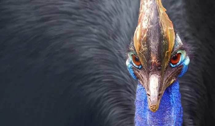 Chúng có thể băng qua rừng với tốc độ khoảng 50 km/h khi bị quấy rầy.