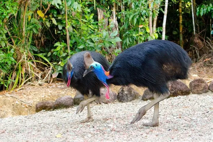 Ngay cả trong các vườn thú, Cassowary cũng được xem là loài chim "dân anh chị" và thường nuôi riêng từng con để tránh việc chúng tấn công nhân viên hoặc đánh nhau với loài chim khác.