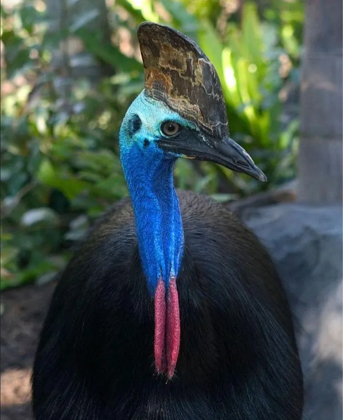 Chúng có thân hình giống như đà điểu nhưng nhỏ hơn, được phủ lông đen và có đầu và cổ màu sáng. Đặc biệt, chúng có một "mũ" trên đầu được cấu tạo từ các chất rỗng giống như sừng.