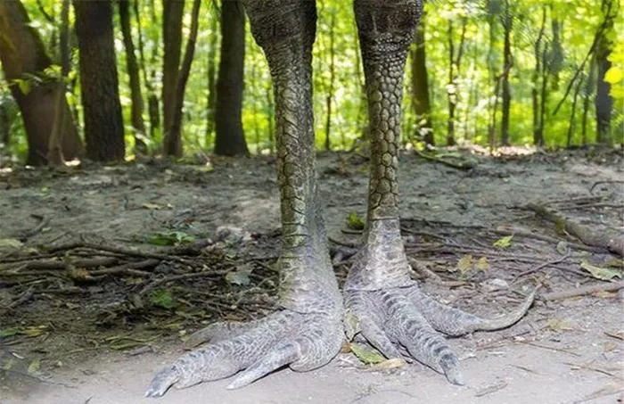 Cassowary được ghi nhận là loài chim nguy hiểm và hiếu chiến nhất hành tinh bởi sức mạnh và sự dẻo dai của chân, có thể gây ra vết thương nghiêm trọng cho con người khi tấn công.