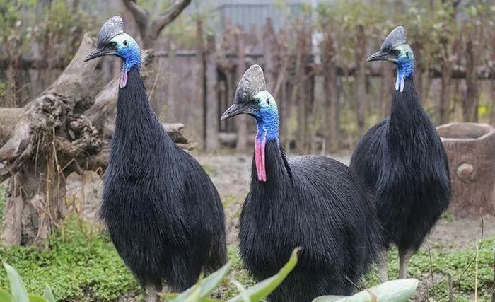 Có nhiều trường hợp chim này tấn công con người khi cảm thấy bị đe dọa hoặc muốn bảo vệ lãnh thổ và con cái của mình.