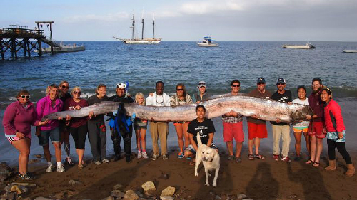 Cá mái chèo không gây nguy hiểm cho con người và chỉ ăn các sinh vật phù du nhỏ bé.